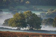 Morning mists