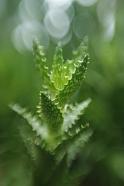 Queens Park Glasgow, a300, lensbaby composer, double glass, max aperture