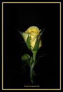 Miniture Rose Bud Yellow