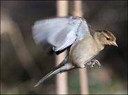 Female Greenfinch