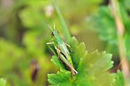 grasshopper