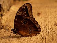 Taken at Studley Grange Butterfly World