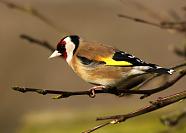 Gold Finch