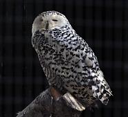 Snowy Owl