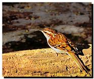 Treecreeper