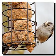 Long-tailed Tit