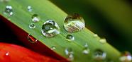 Dewdrops