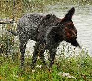 Photo of chocolate labrador