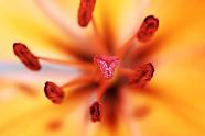 Anthers and Stigma of Lily