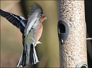 Chaffinch 2