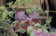 Great tit