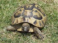 Mr Tortoise,