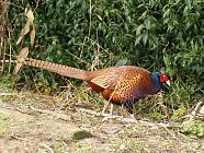 Pheasant