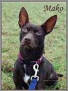 Mako (Kelpie)