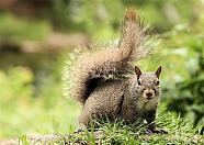 grey squirrel