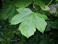 leaves at the park