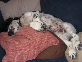 Sleeping Broc puppy taken with an old point and click camera