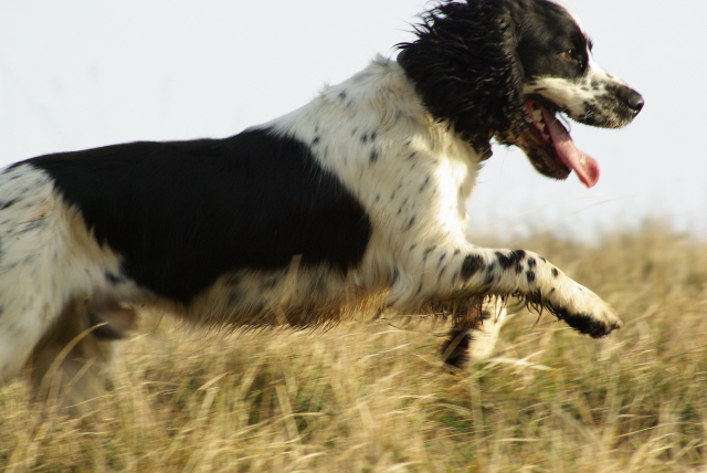 Broc running