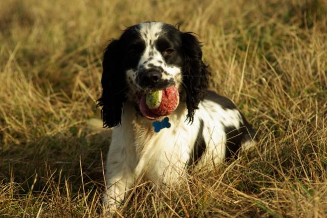 Broc with his favourite toy