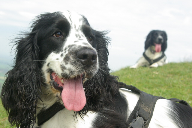 Broc posing with Spec one of my other dogs in the background