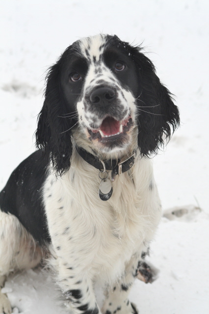 Broc in the snow FEb 2007