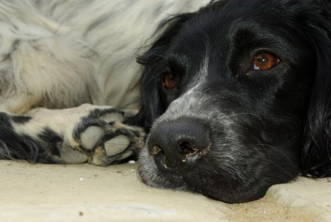 This was taken last week when she was relaxing under the table whilst we were having an afternoon drink in the sun. I used the flash as a filler as the light was uneven and I have to say I am pleased with this one.