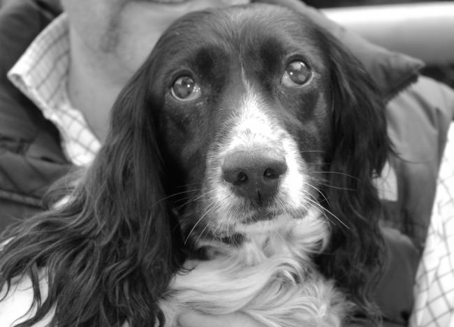 Tilly is very hard to photograph as she is a shy dog and the camera scares her