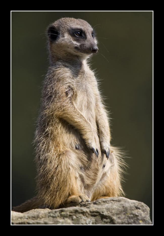 Meercat (Marwell Zoo)