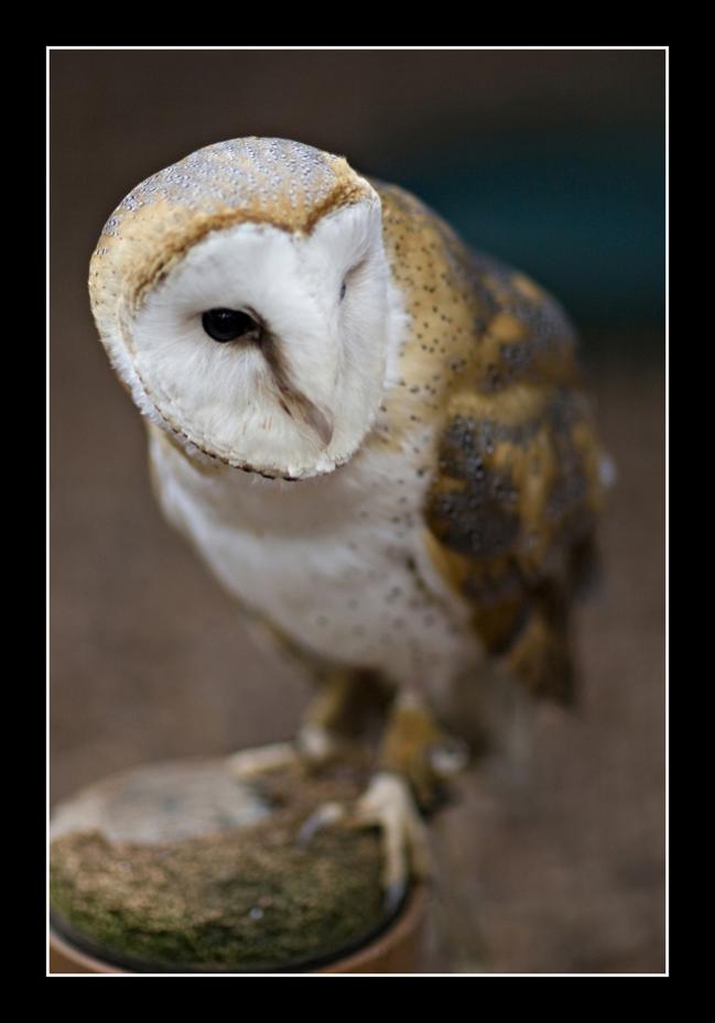 Barn Owl