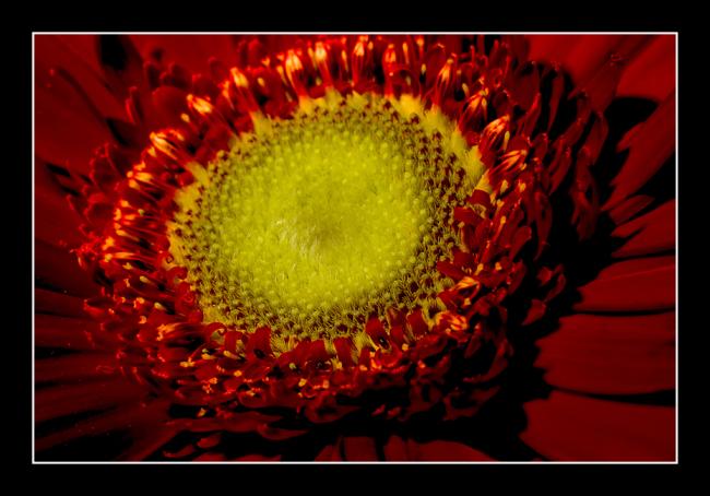Gerber Daisy