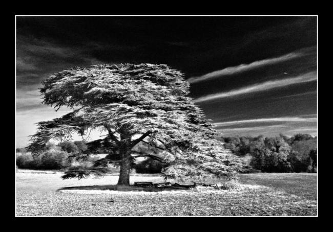 Infra Red Tree