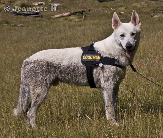 070808 3016

Gilbert, a friend's white gsd