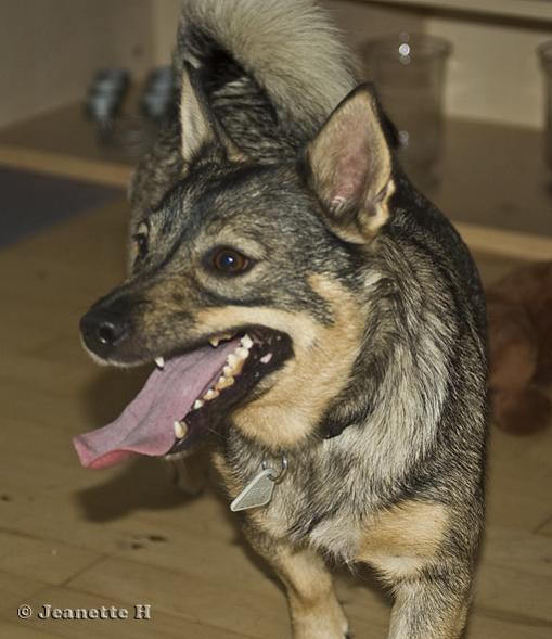 110708 2563

Swedish vallhund