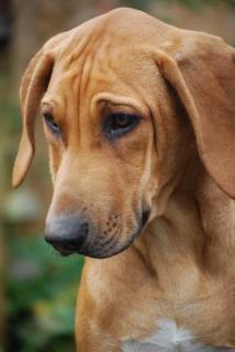 Khan- Rhodesian Ridgeback