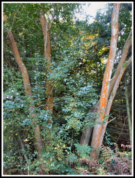 Interesting colour bark on this tree.