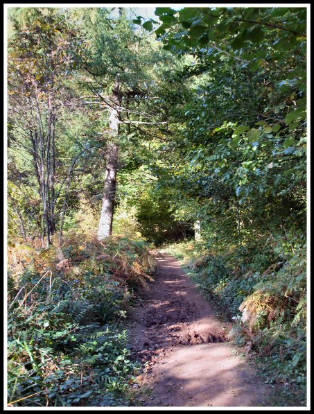 Woodland trail