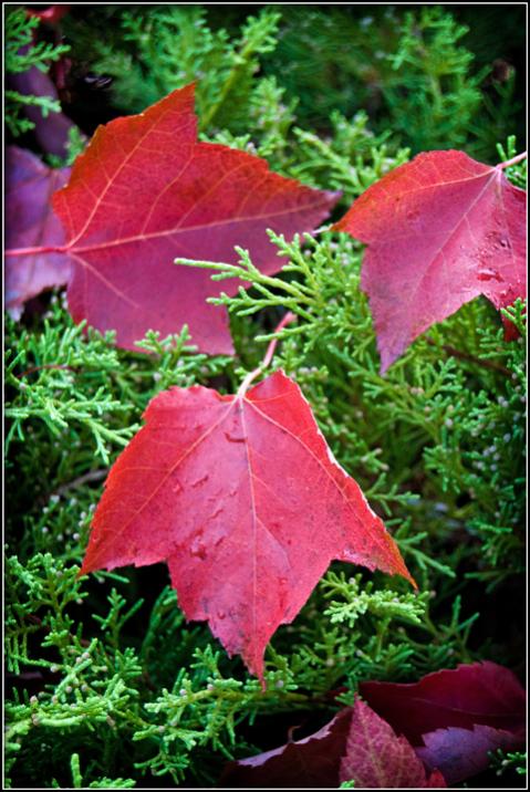 Leaf Panrl