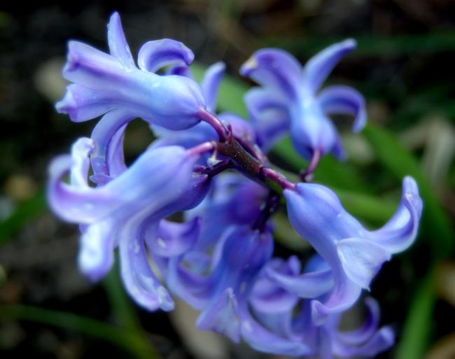 Hyacinth