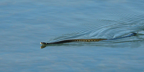 Grass Snake swimming