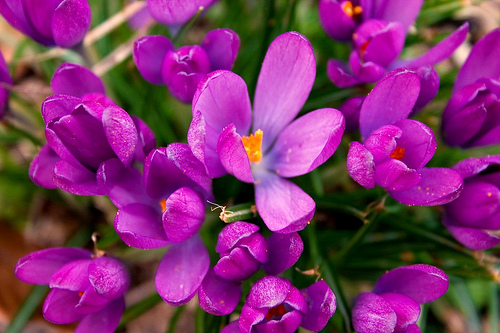 Crocuses