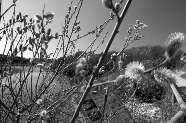 Catkins at Hengistbury Head Quarry.