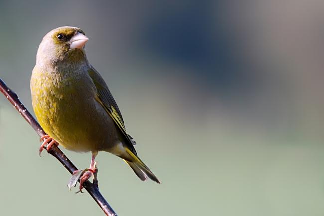 Greenfinch