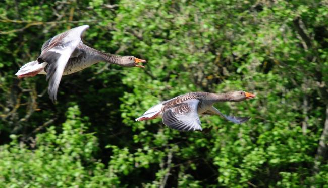 Greylag Geese