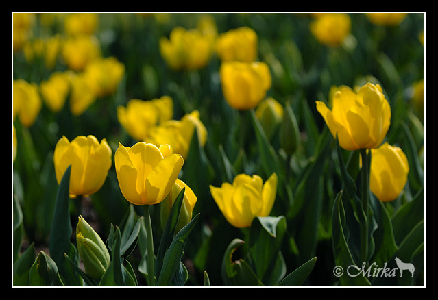 Tulips