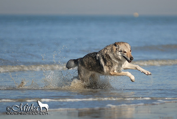 Czechoslovakian Wolfdog (mine)