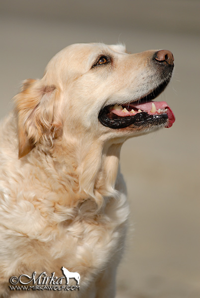 Golden Retriever