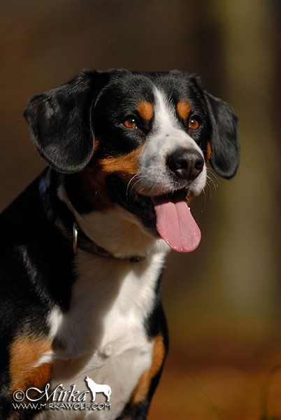 Entlebucher Cattle Dog