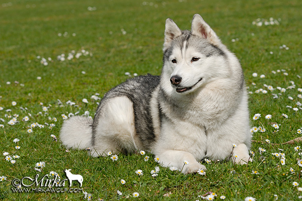 Siberian Husky