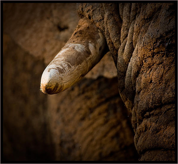 Elephant Tusk abstract