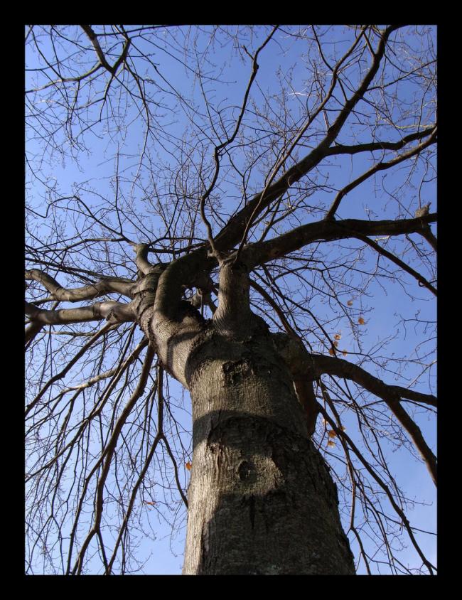 Naked tree in November